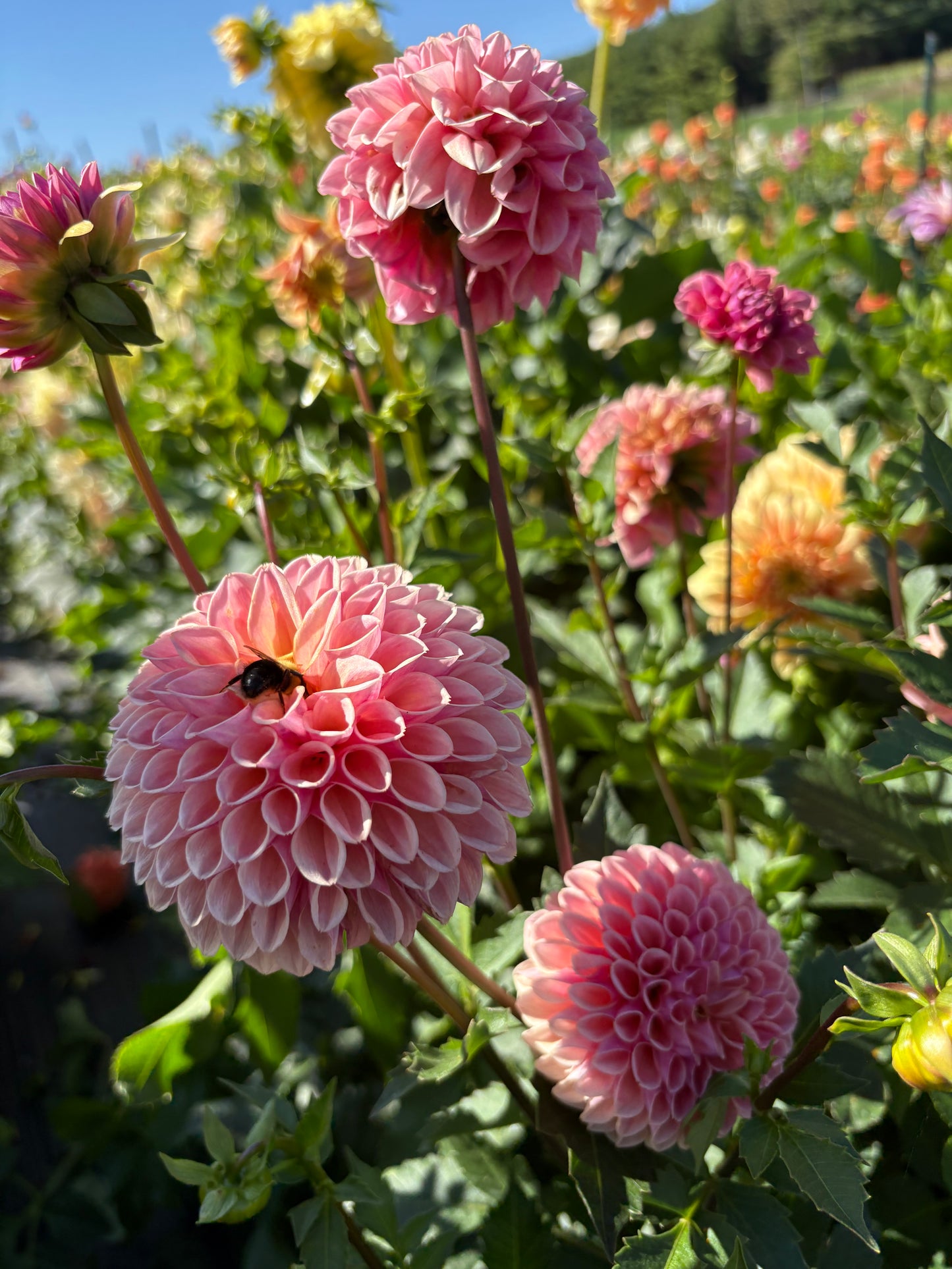Bracken Rose