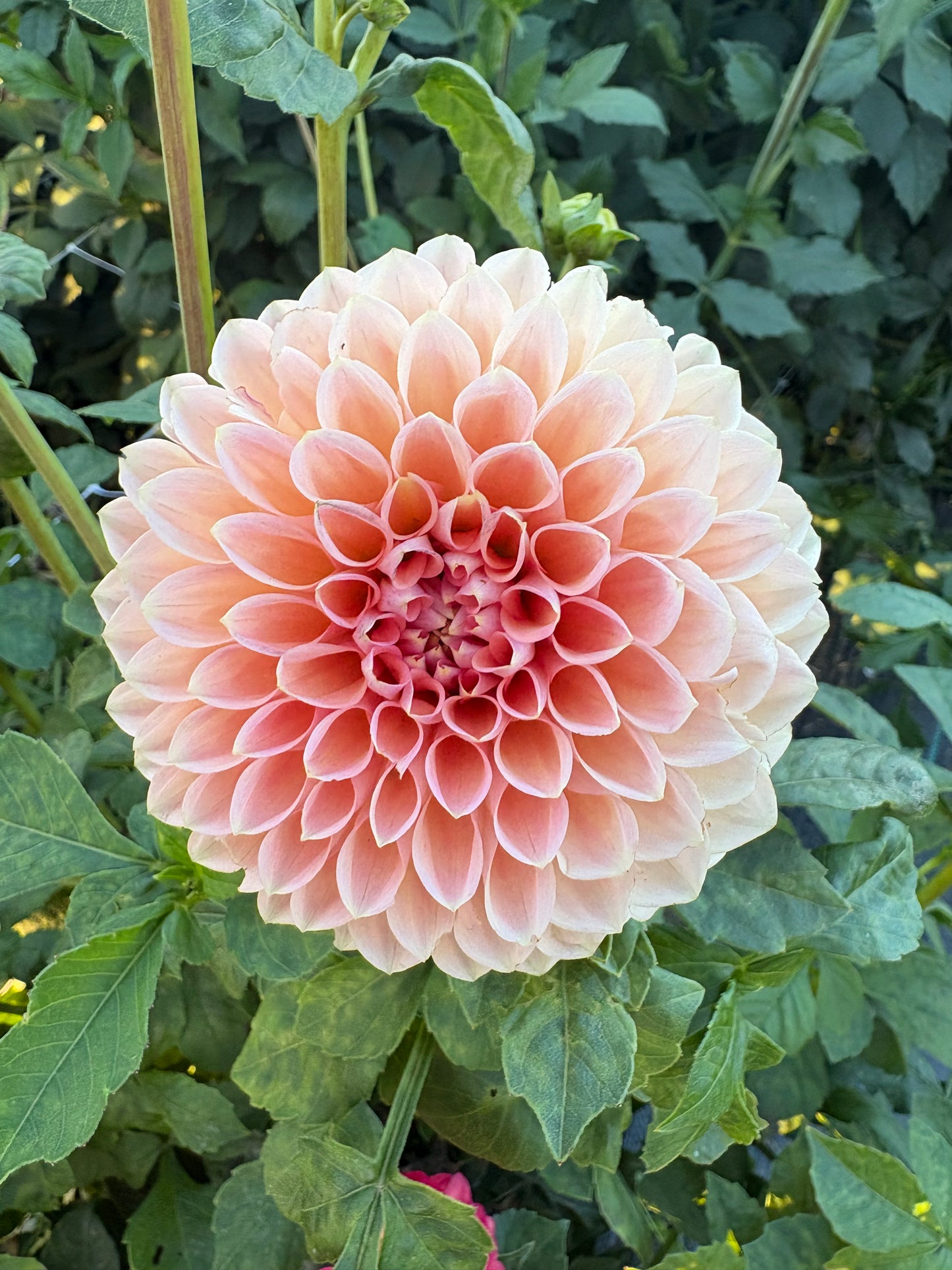 Clearview Peachy