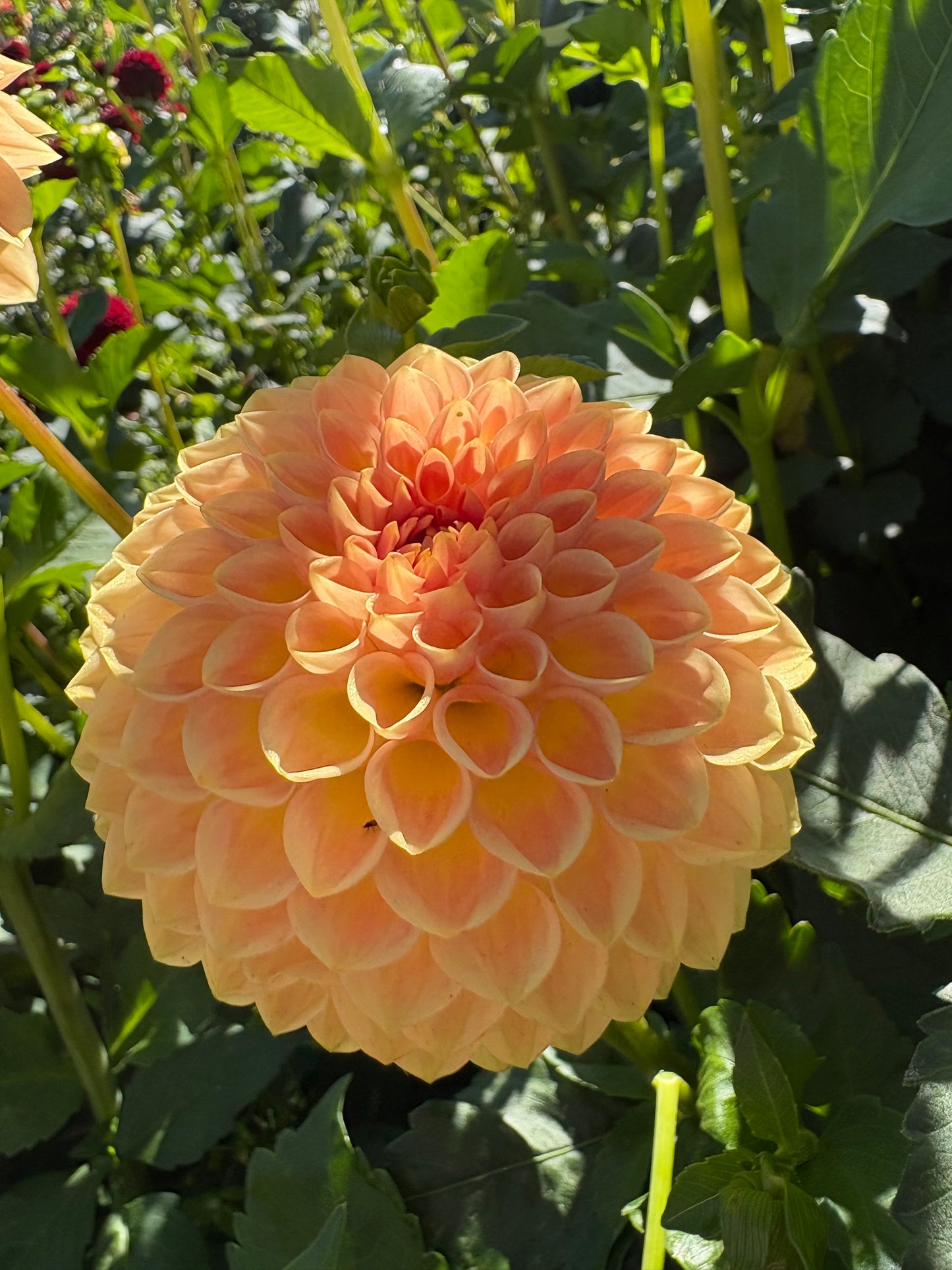 Blyton Softer Gleam