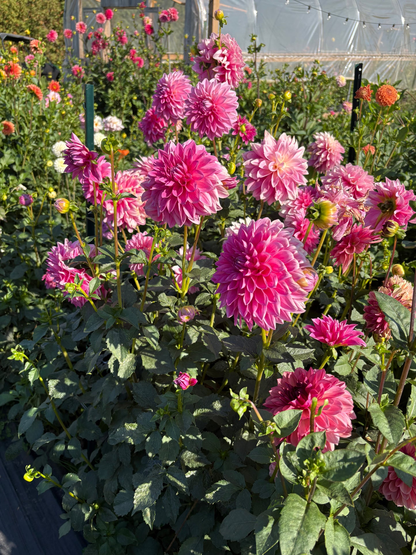 Bargaly Blush