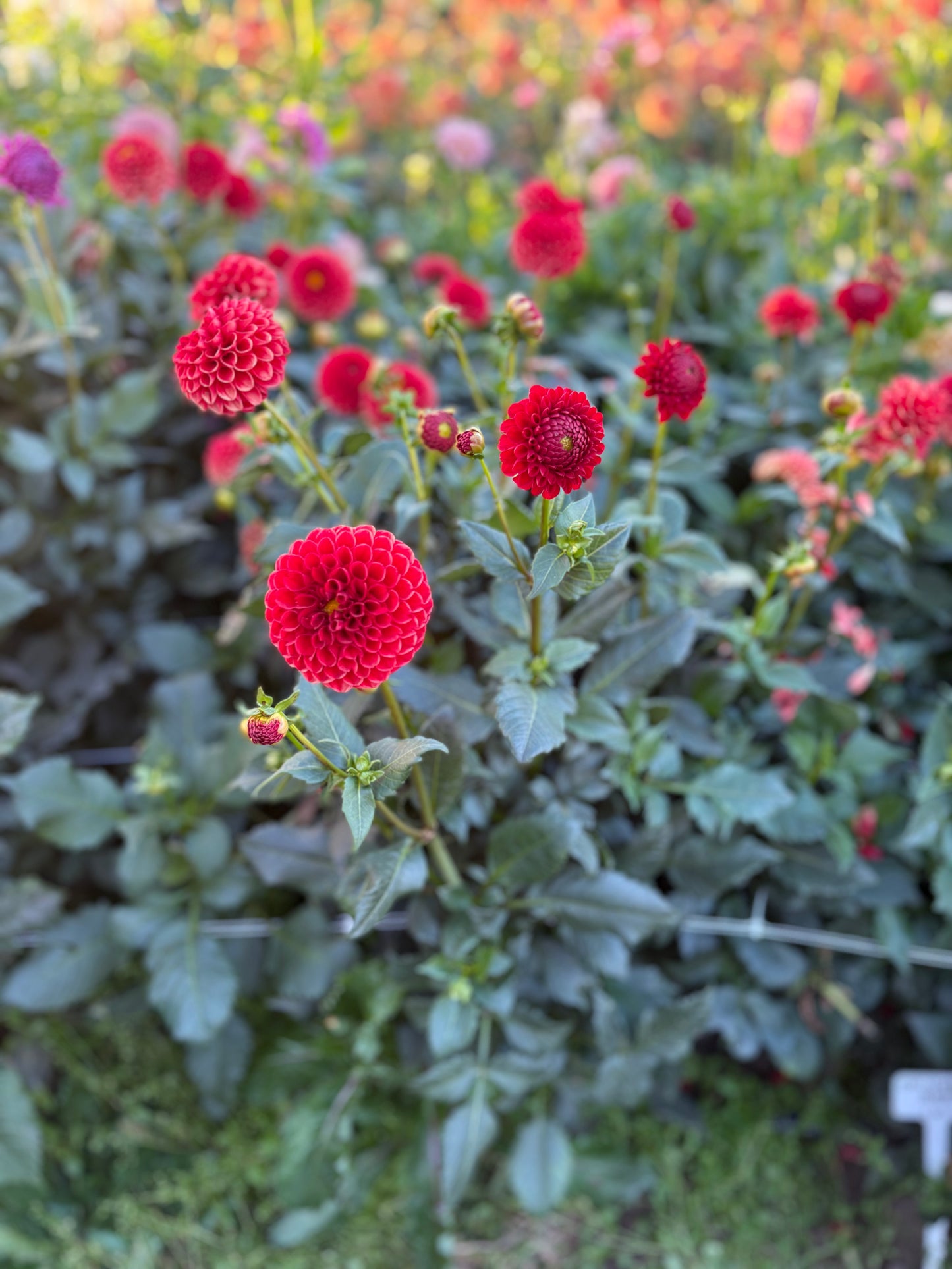 ChiNese Red