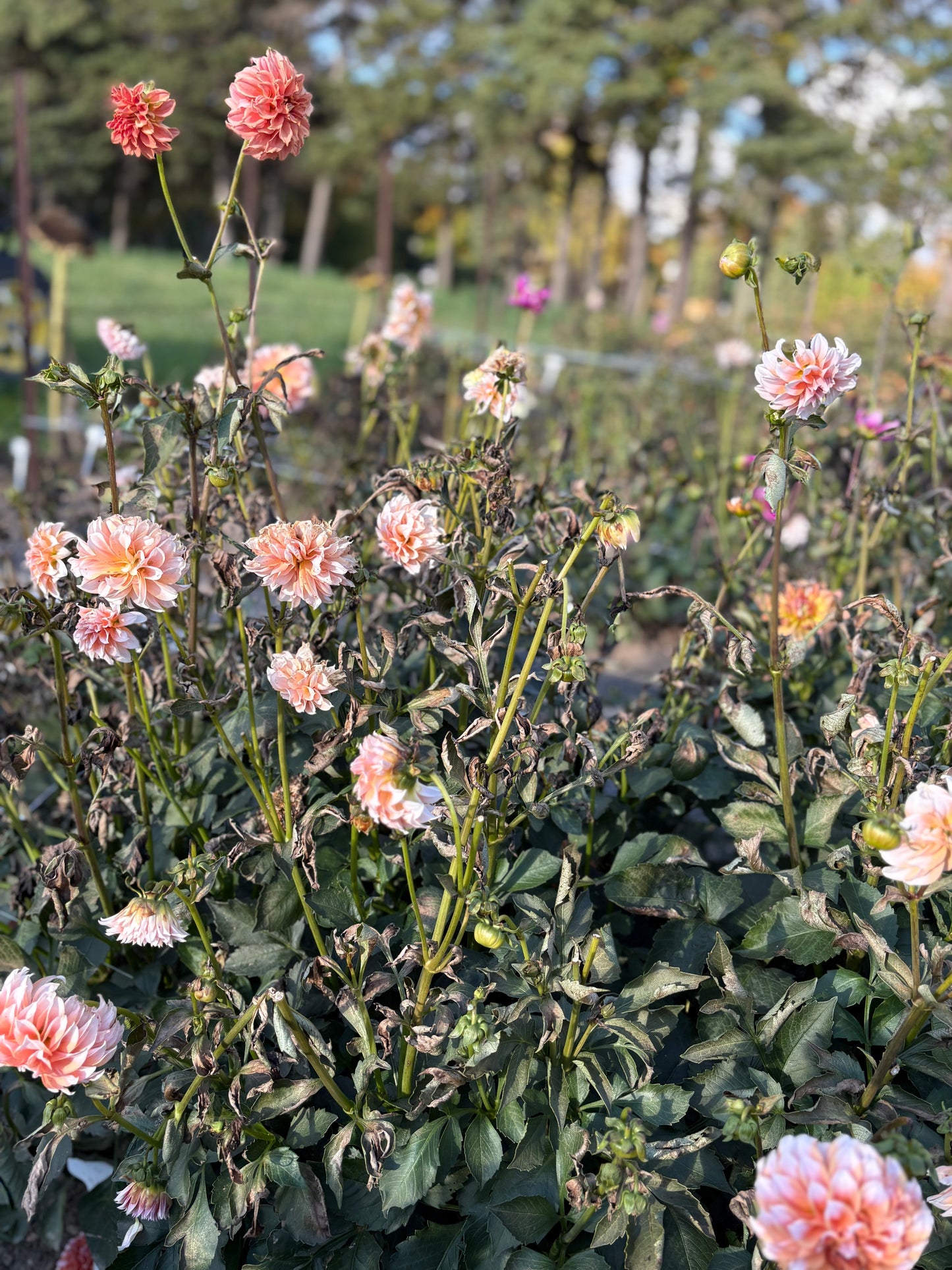 Peaches N' Cream