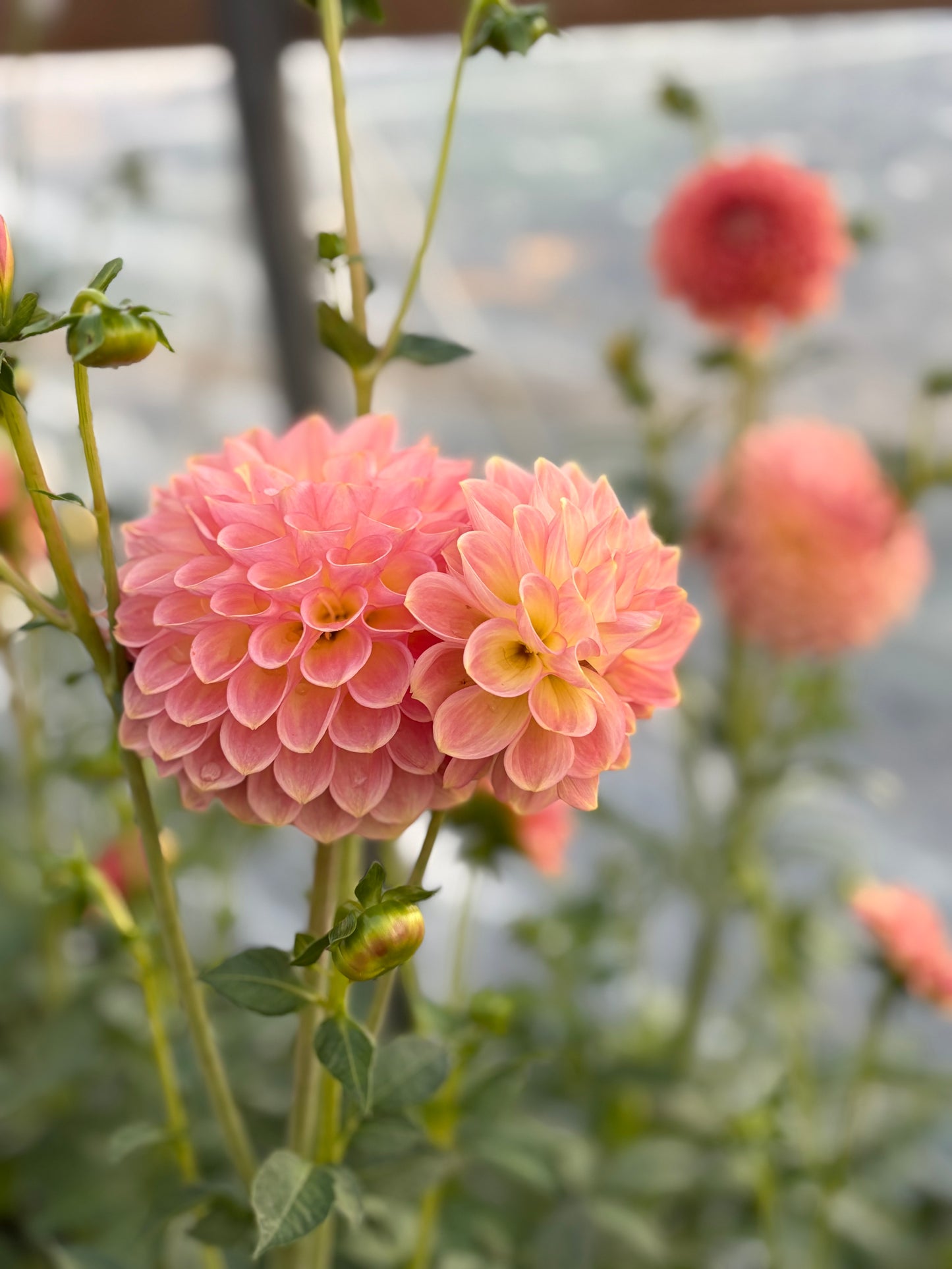 20th Ave Softer Peach