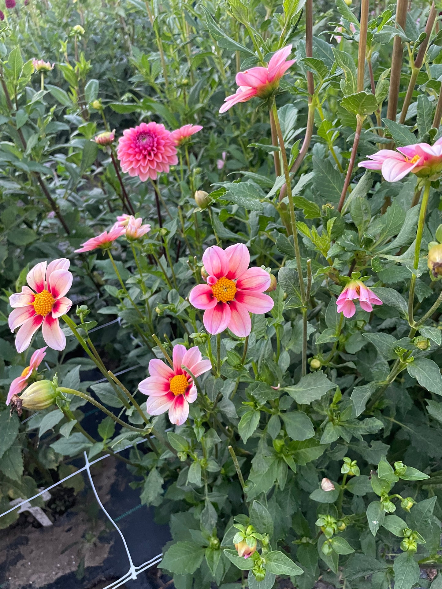 Daisy