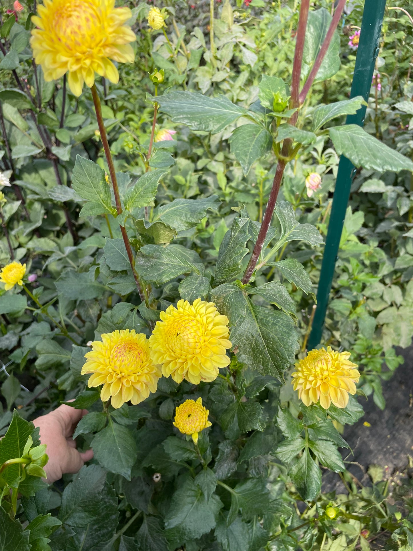 Ferncliff Citron