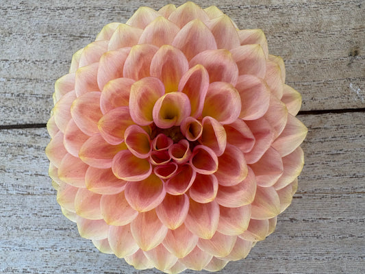 20th Ave Softer Peach