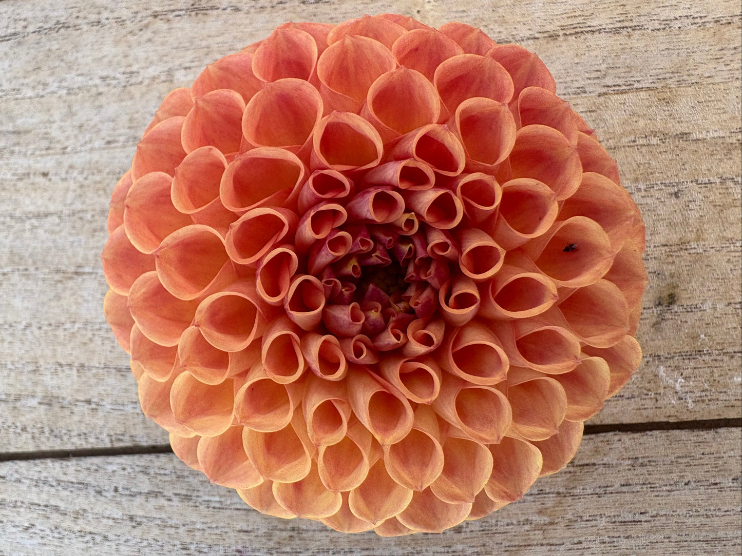 Antique Copper