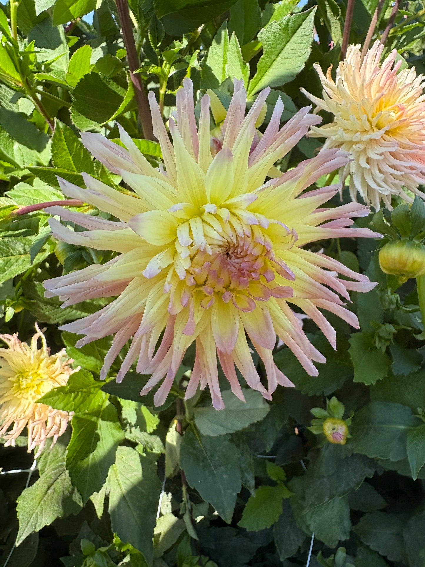 Apricot Star
