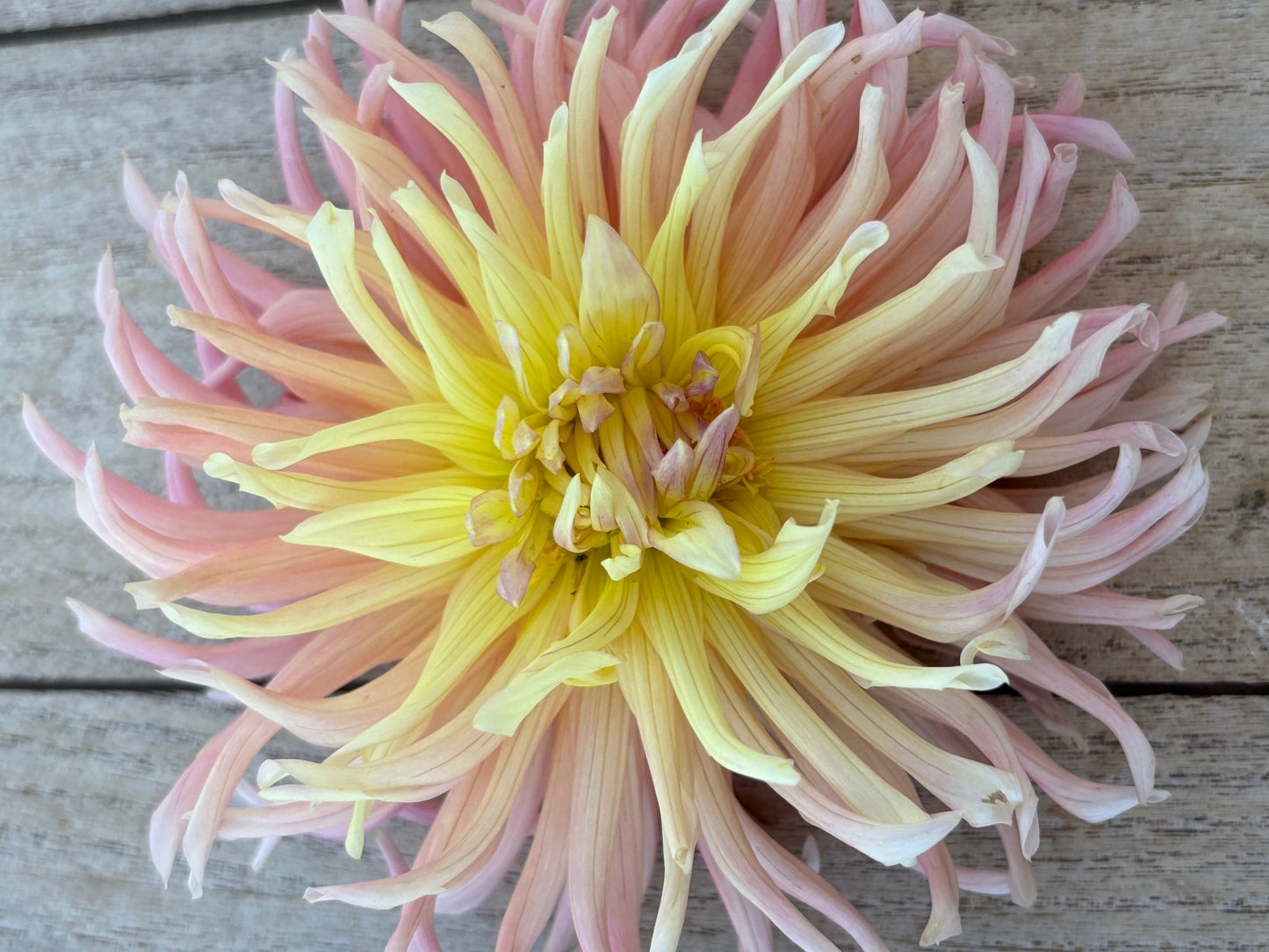 Apricot Star