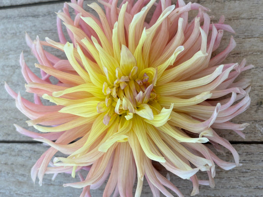Apricot Star