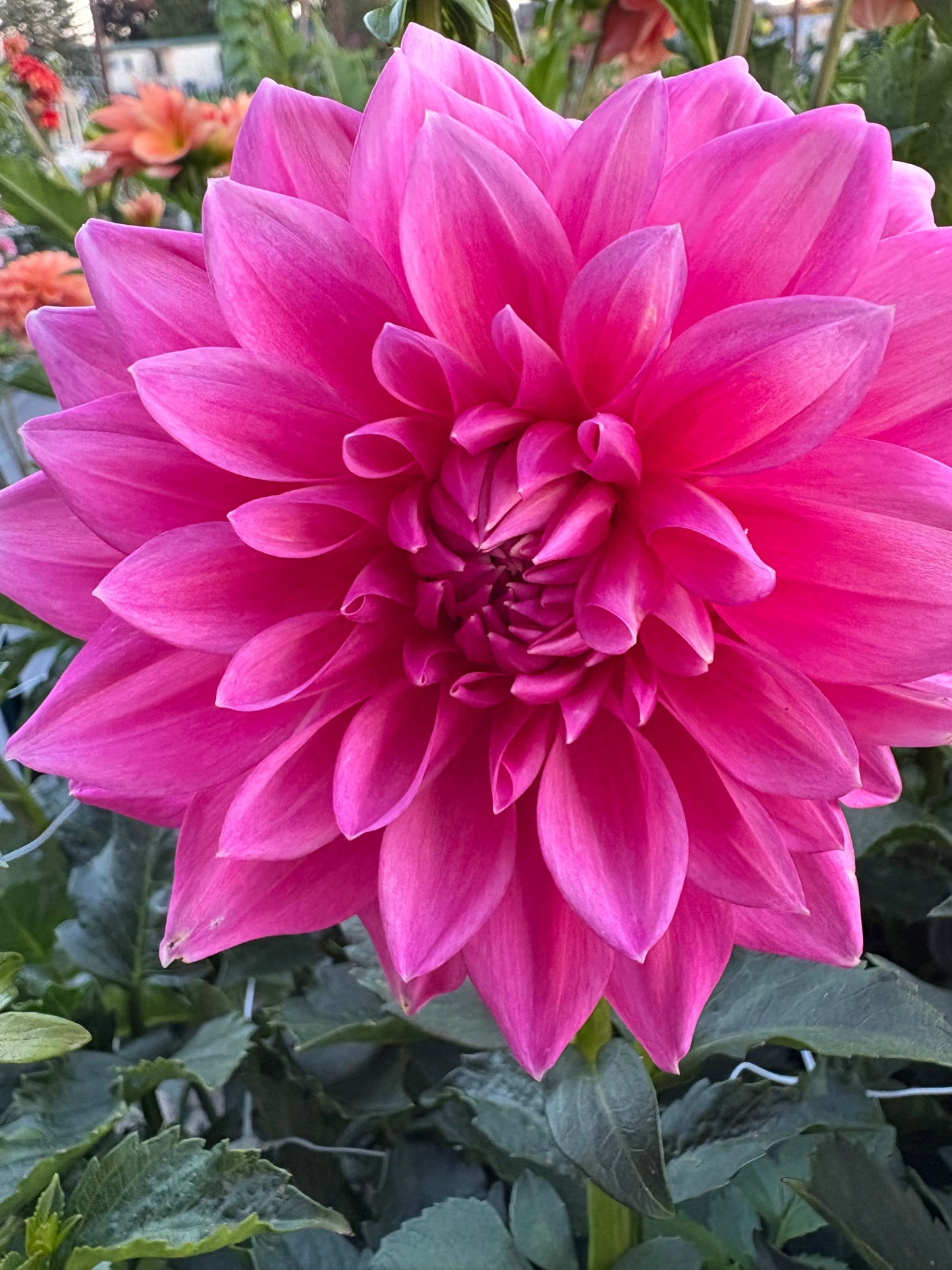Bargaly Blush