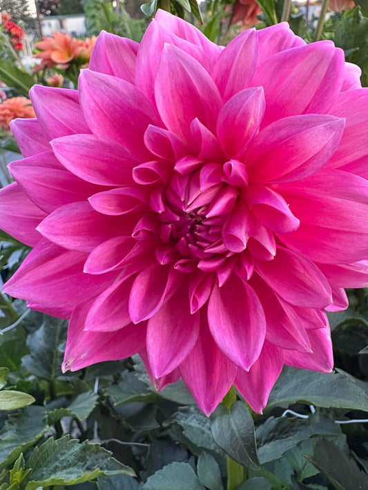 Bargaly Blush