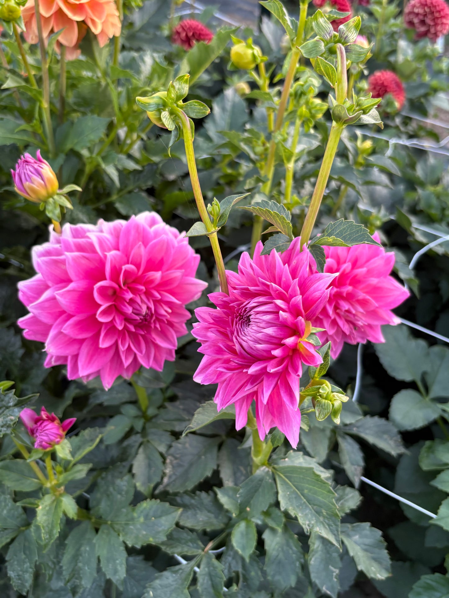 Bargaly Blush