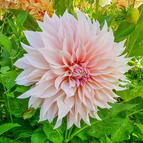 Cafe Au Lait Dahlia - 1 tuber