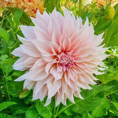 Cafe Au Lait Dahlia