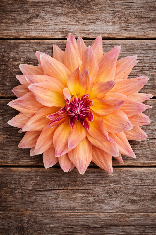 Canby Crazy