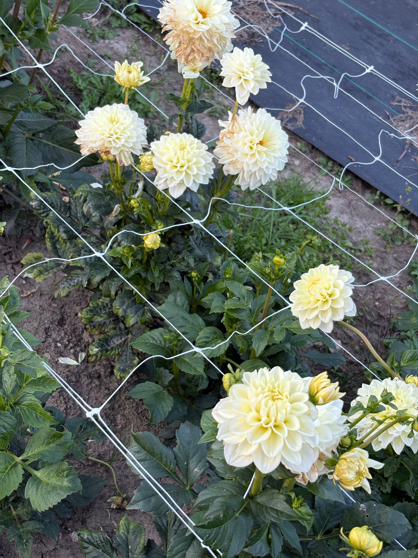 Caramel Antique