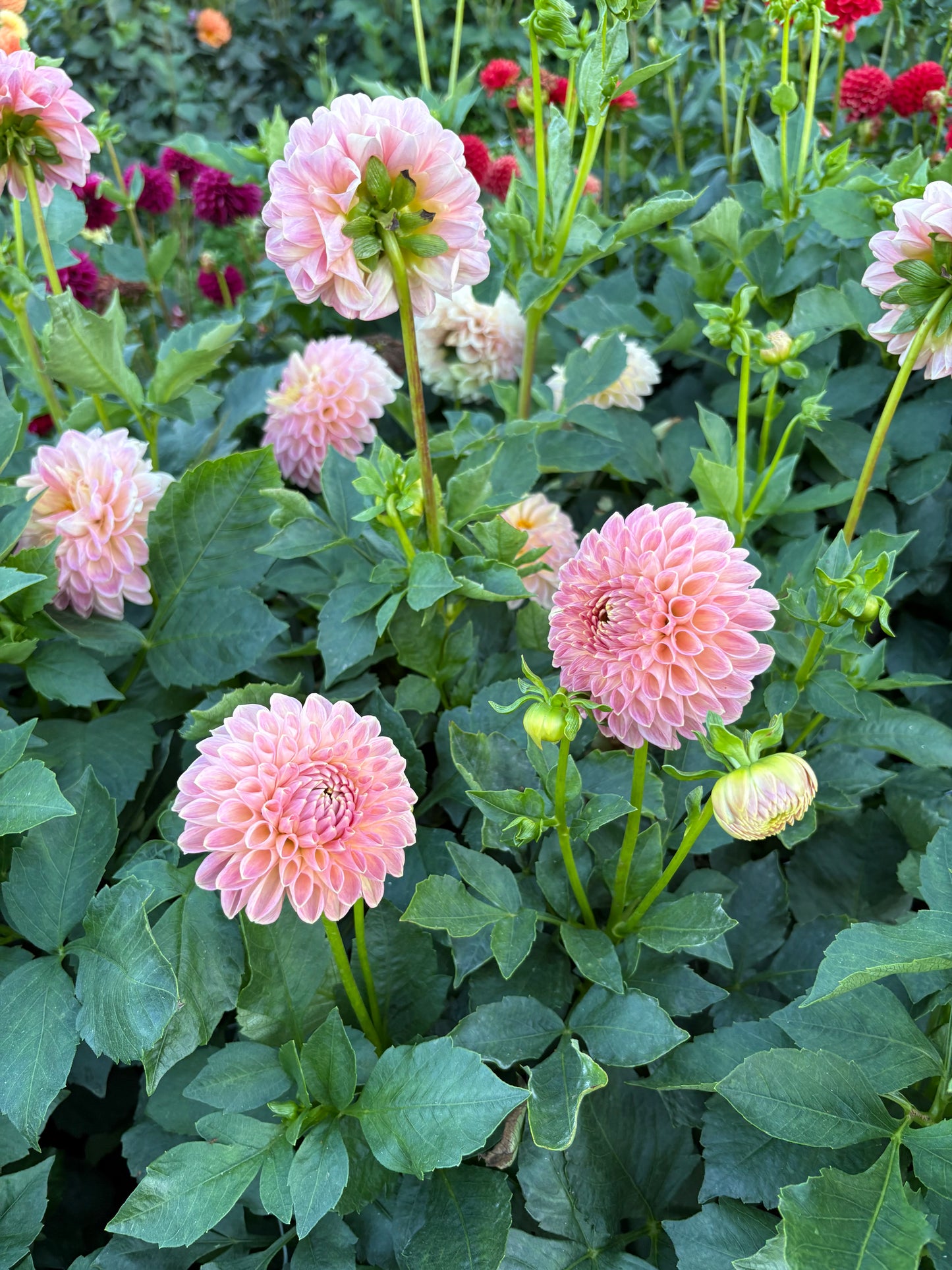 Clearview Peachy