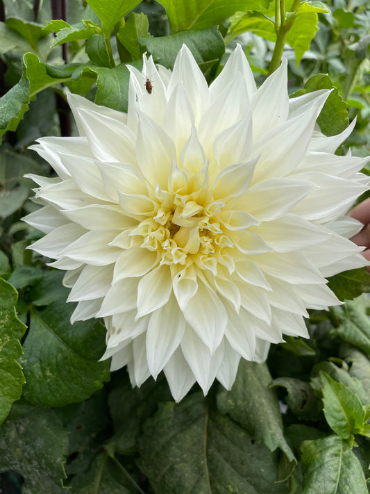 Fleurel