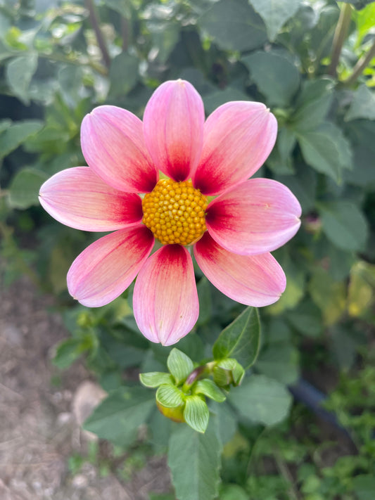 Daisy