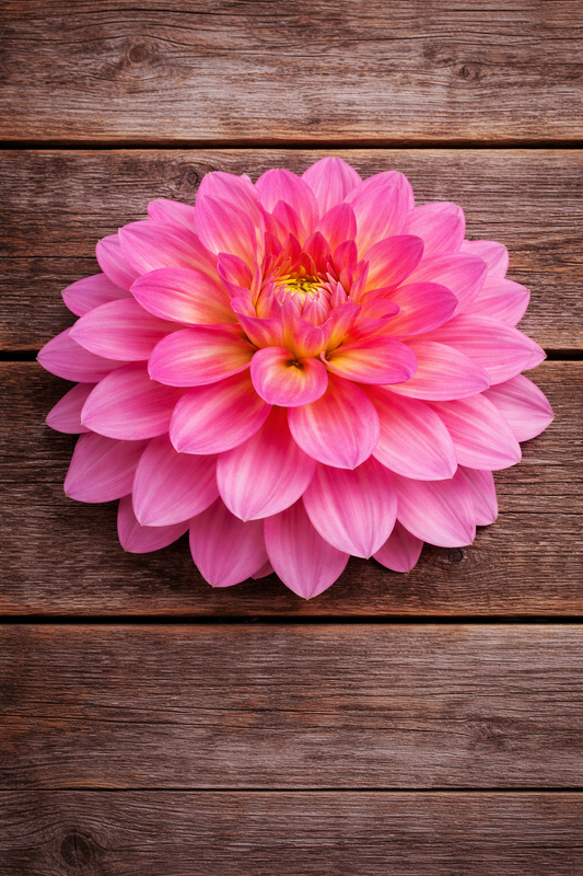 Excentric Pink