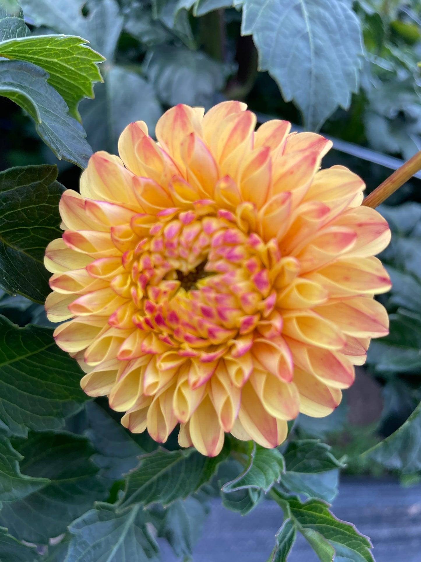 Ferncliff Citron