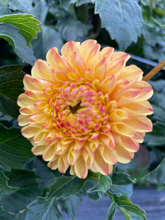 Ferncliff Citron