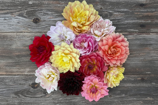 WATERLILY WONDERS Dahlia Seed Mix
