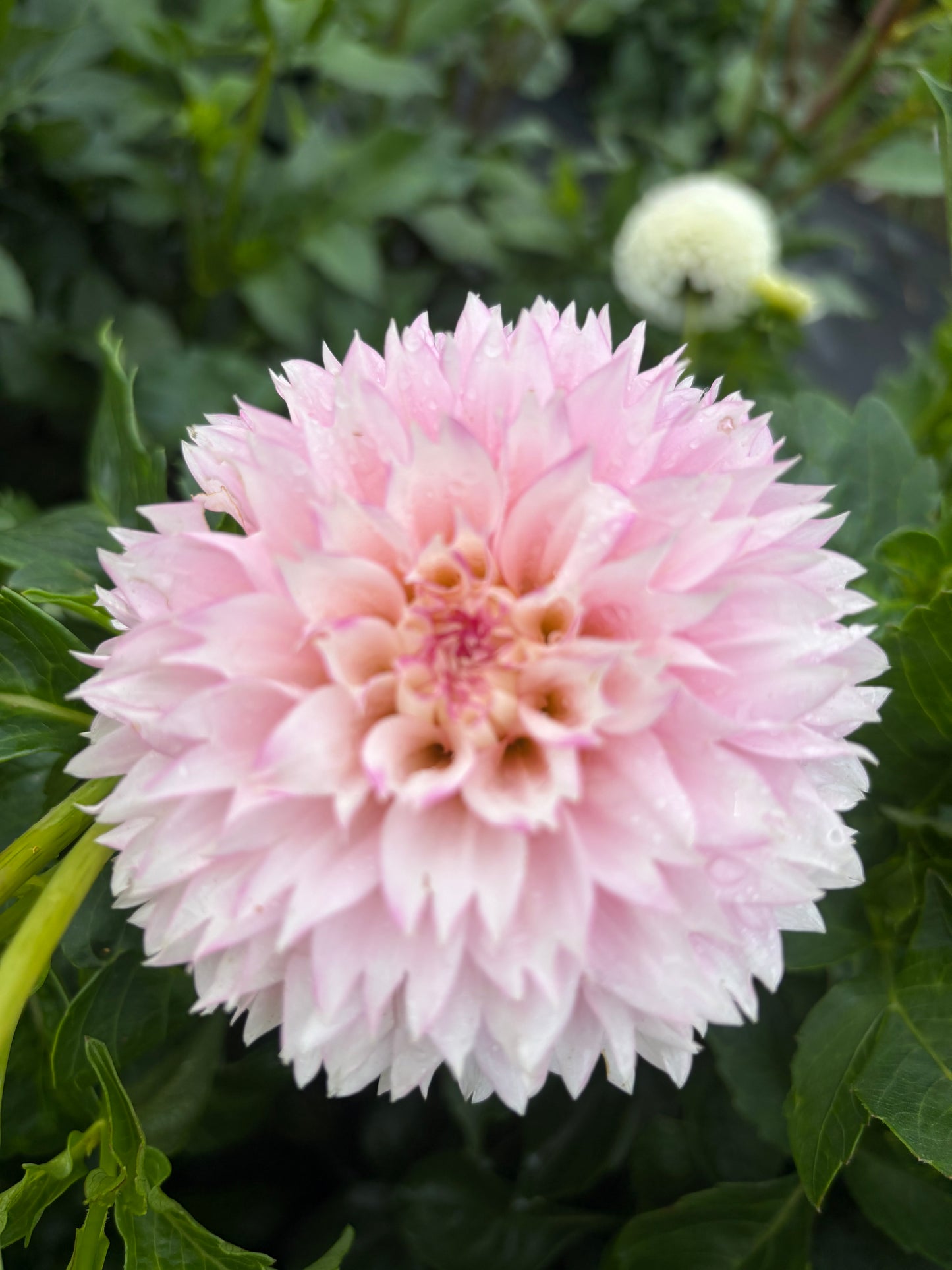 Hollyhill Pinkie (Limit 1)