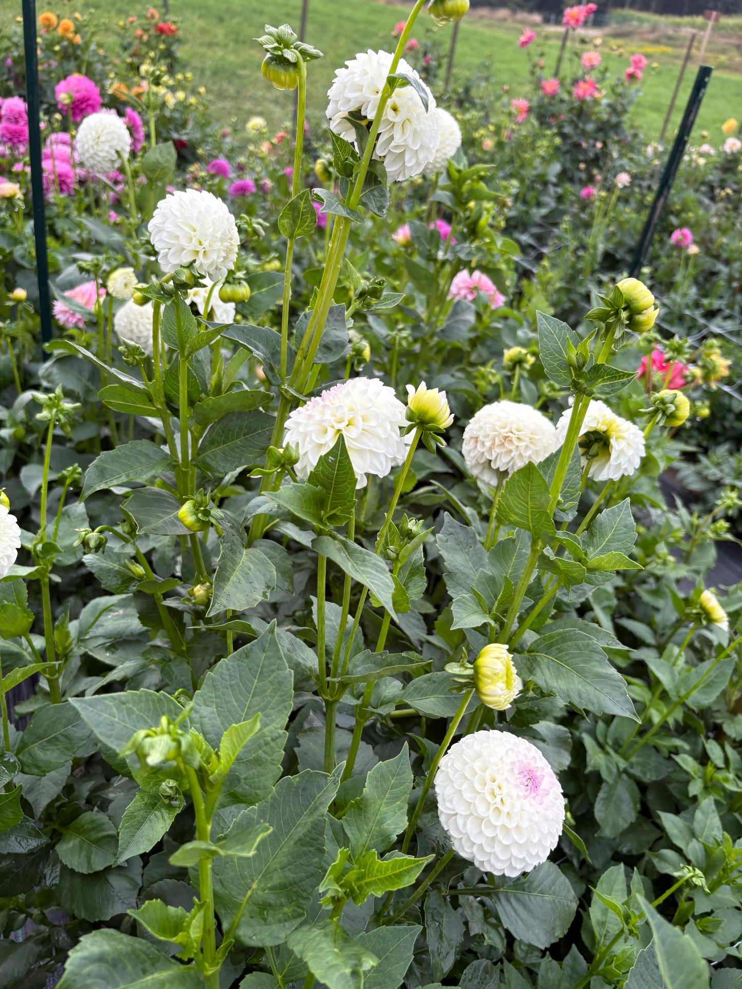 Hollyhill Miss White