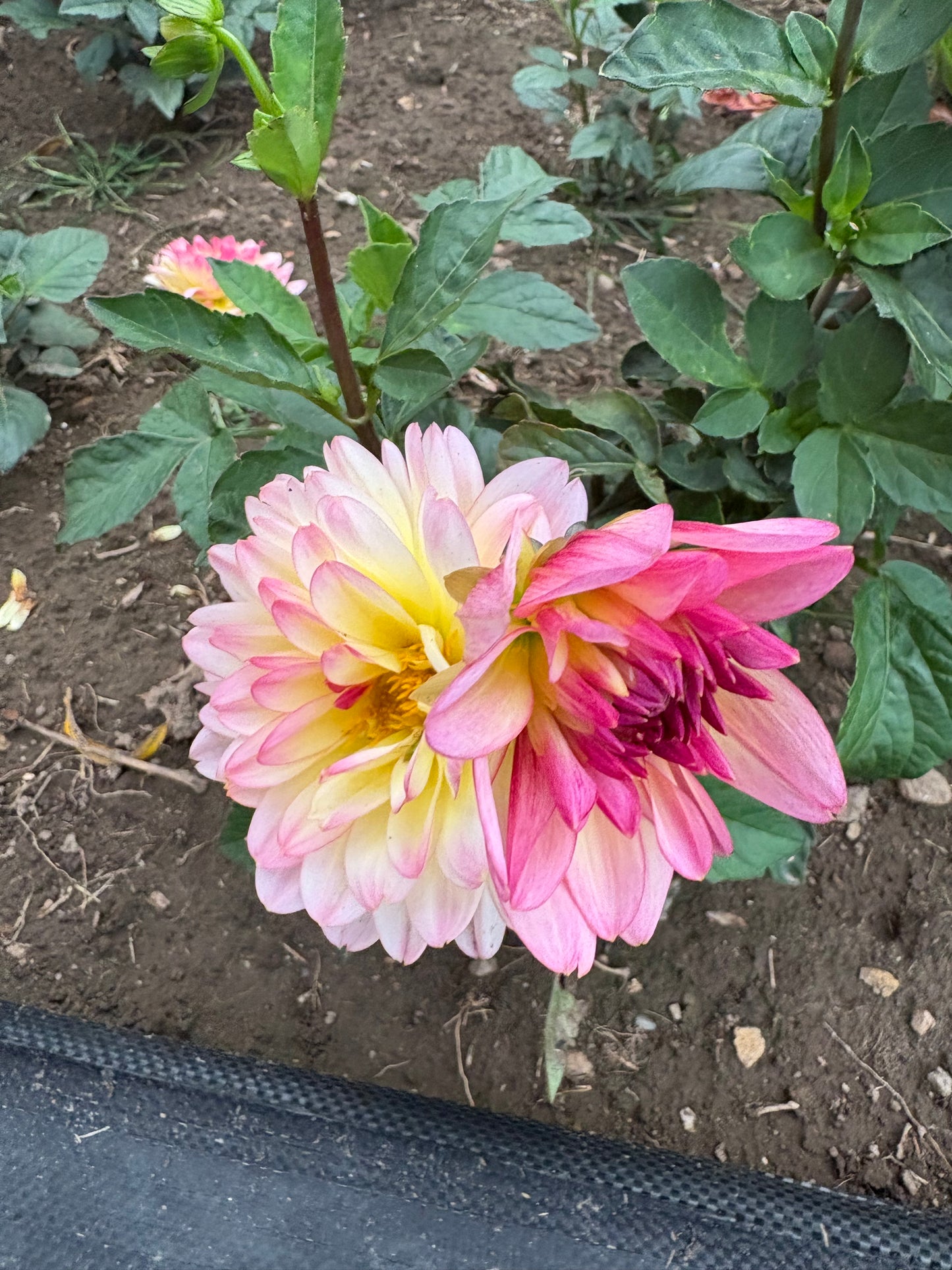 Strawberry N'Cream