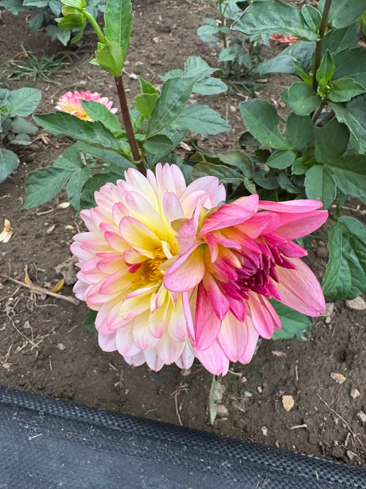Strawberry N'Cream