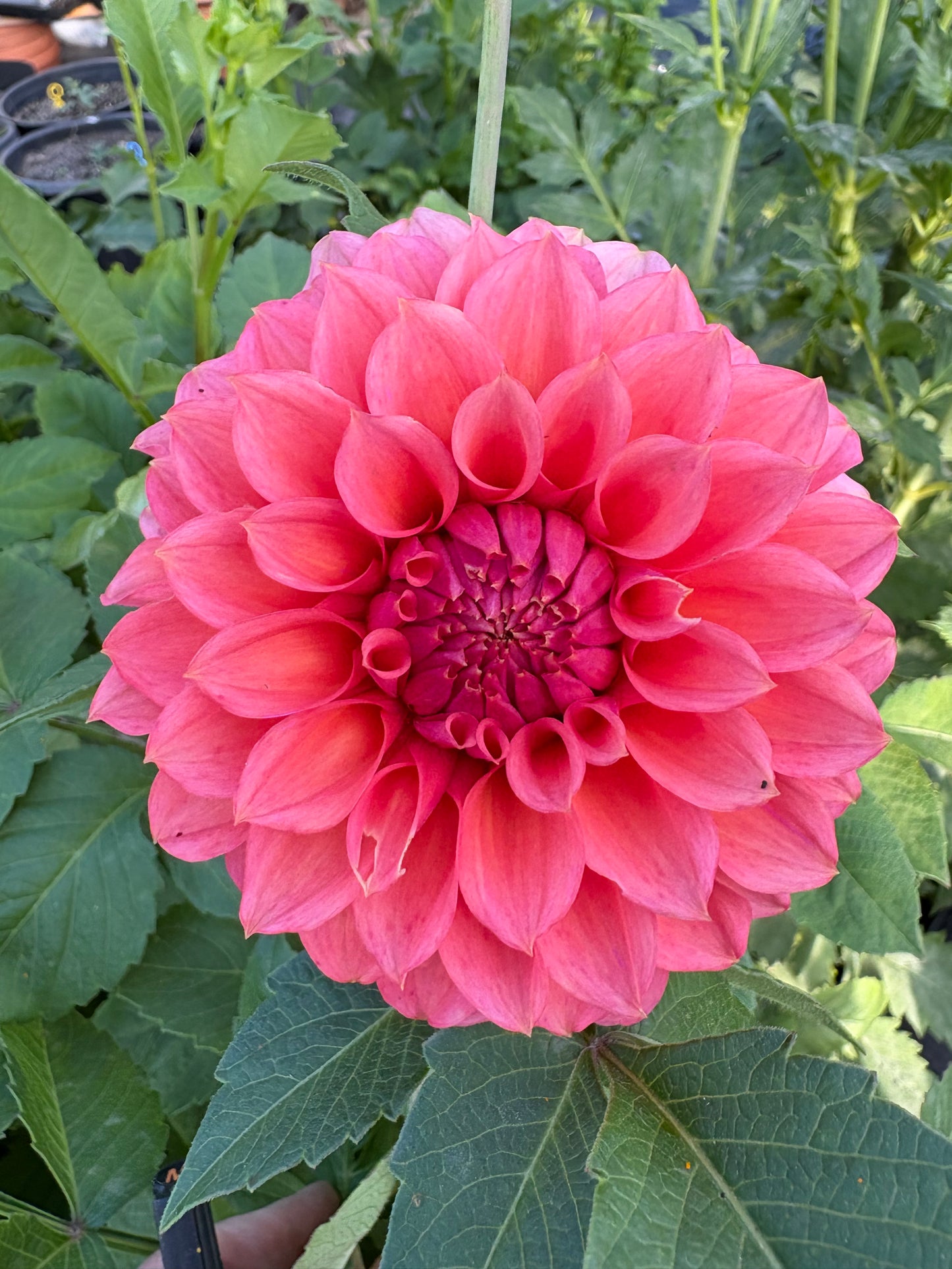 RM Pink Sugar