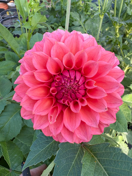 RM Pink Sugar