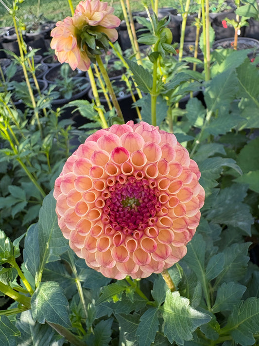 Rosemary Dawn