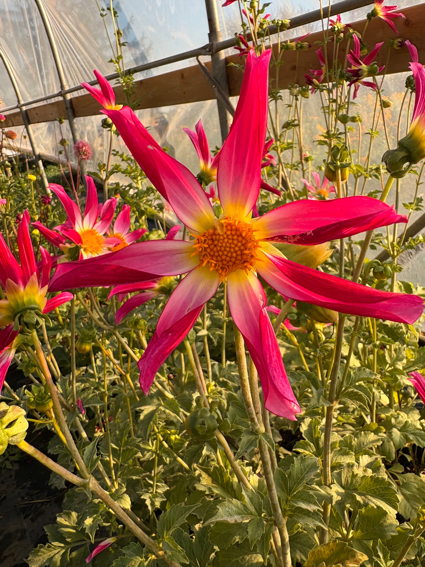 Honka Pink