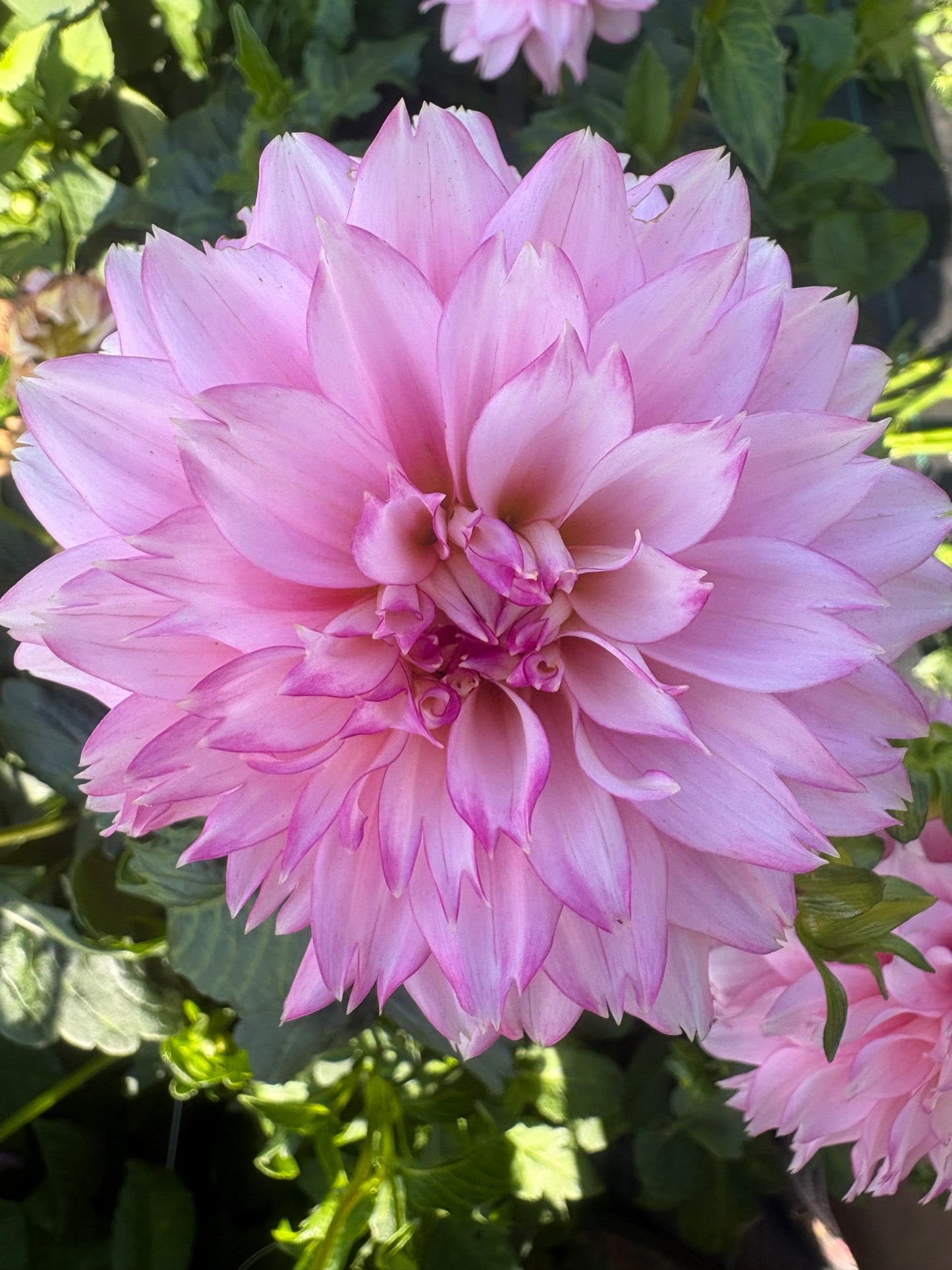 Hollyhill Pinkie (Limit 1)