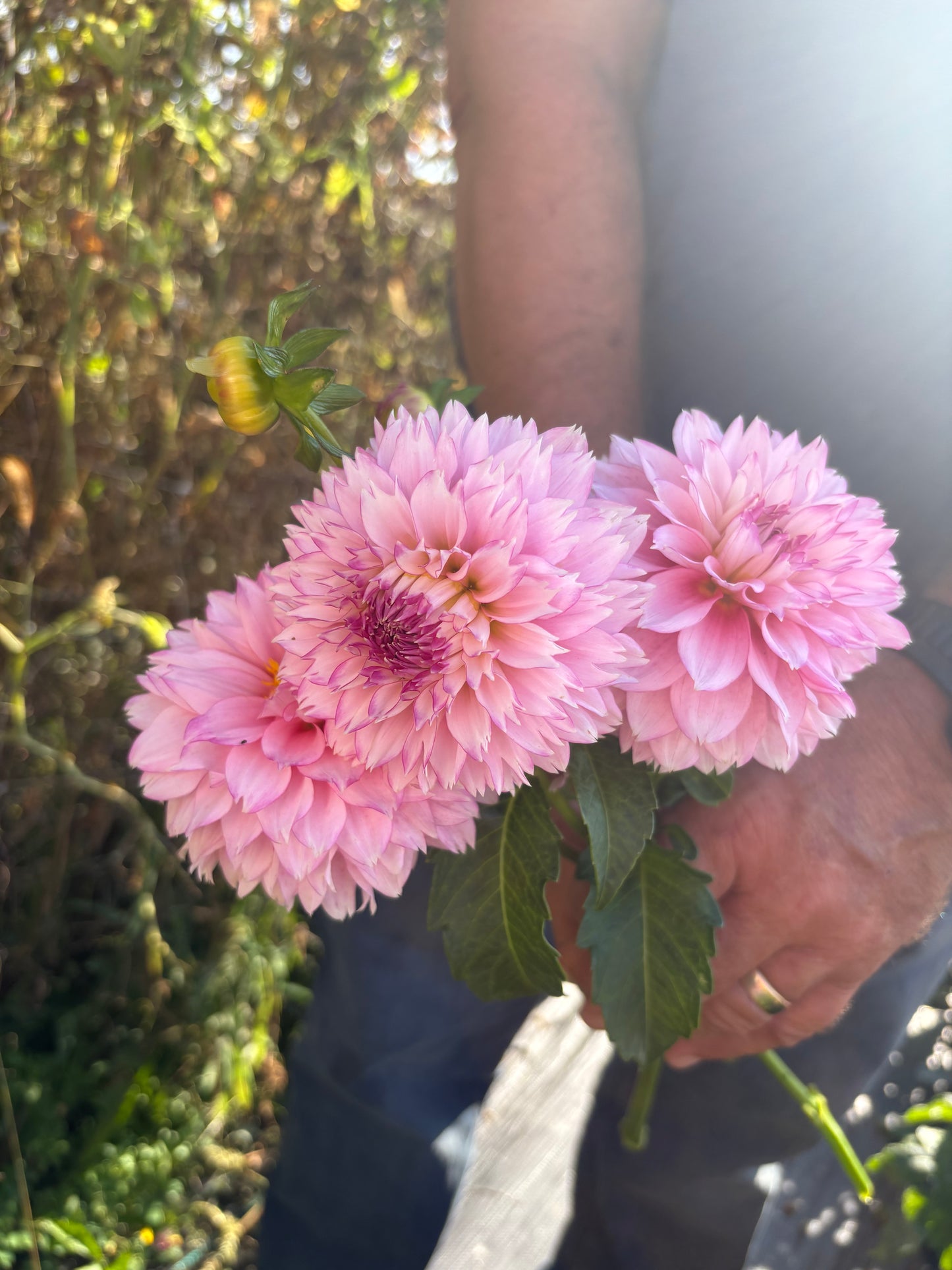 Hollyhill Pinkie (Limit 1)