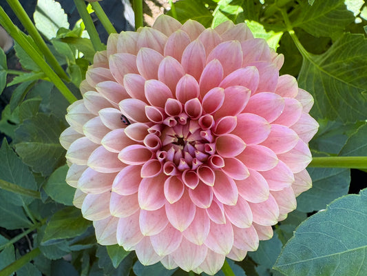 BOHO Peach (Limit 1)