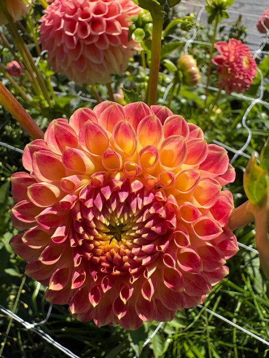Snoho Doris