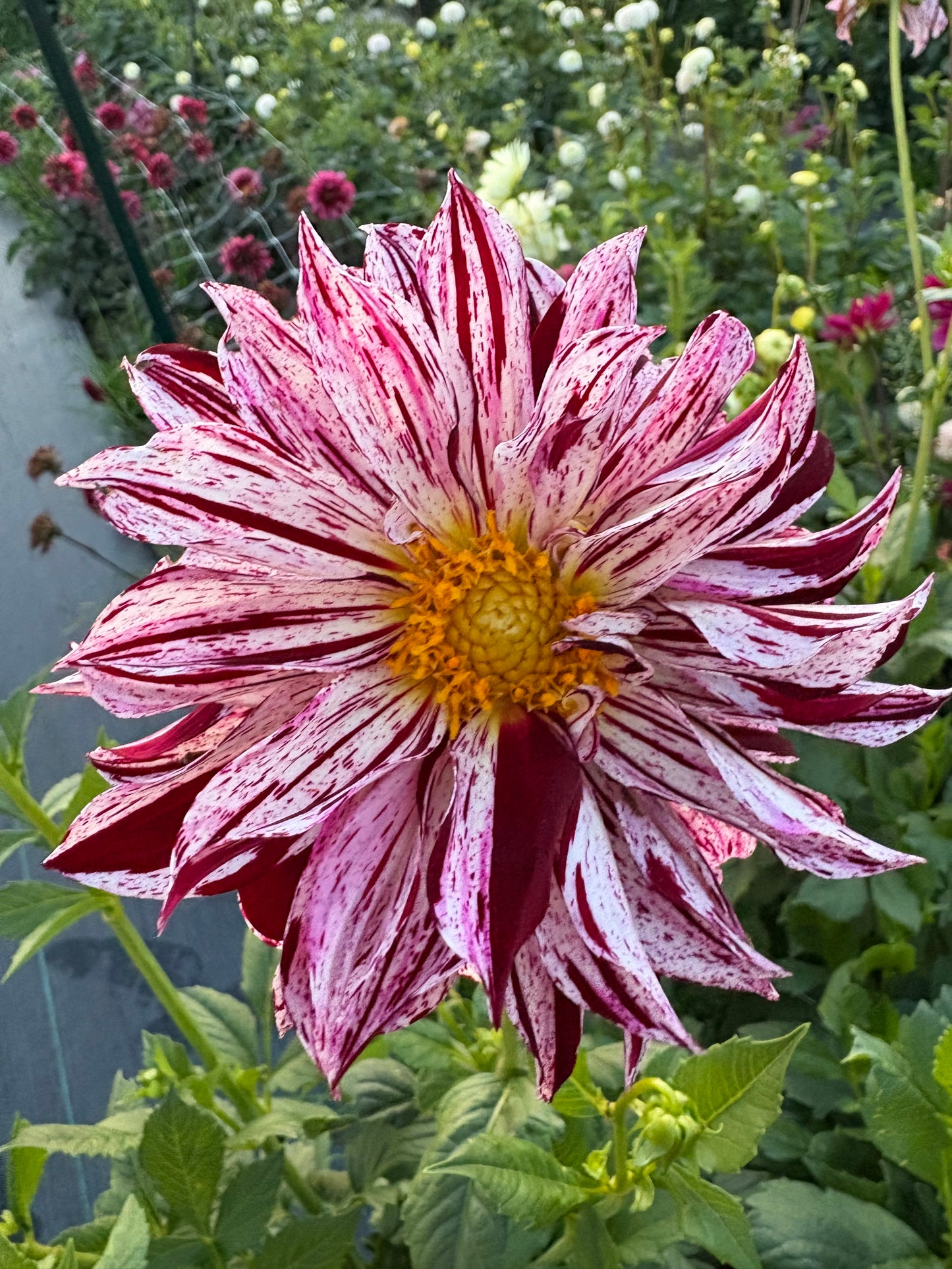 Sandia Boogie