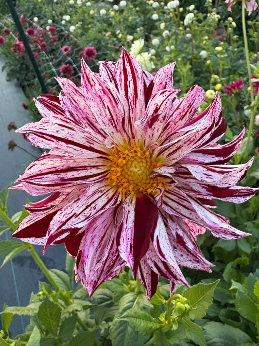 Sandia Boogie