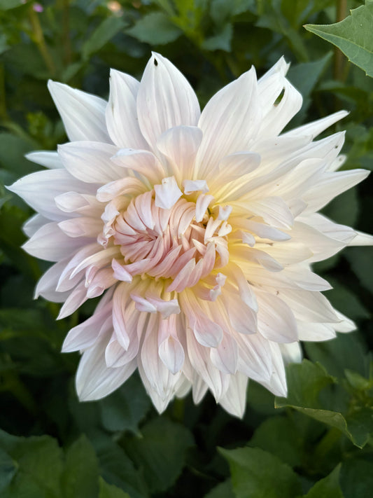 Rouge Starburst