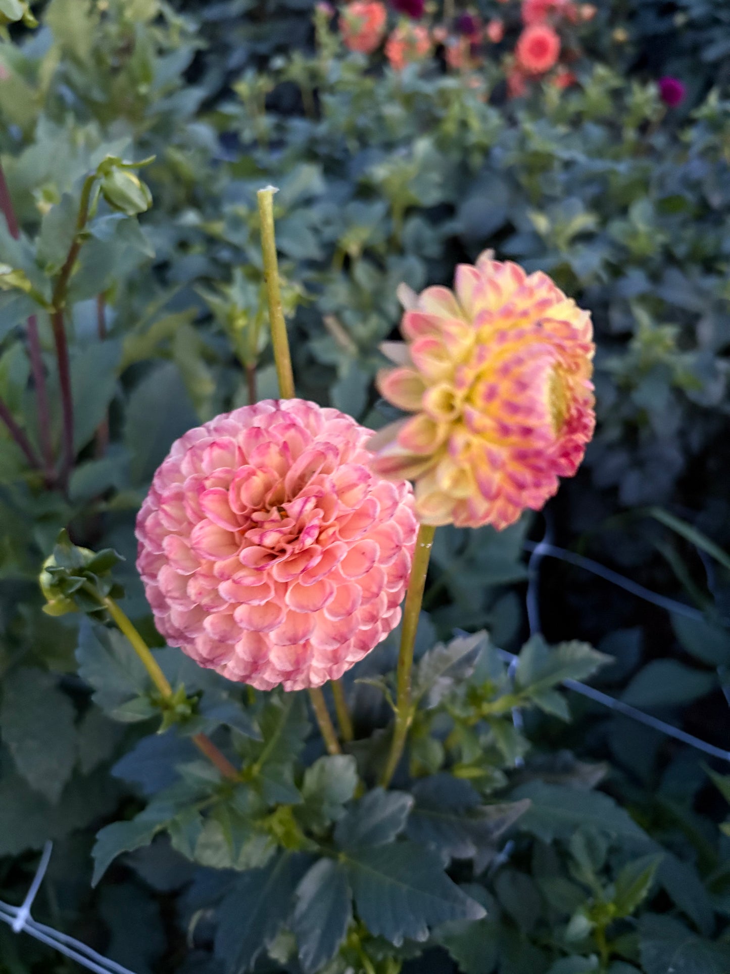 Rosemary Dawn