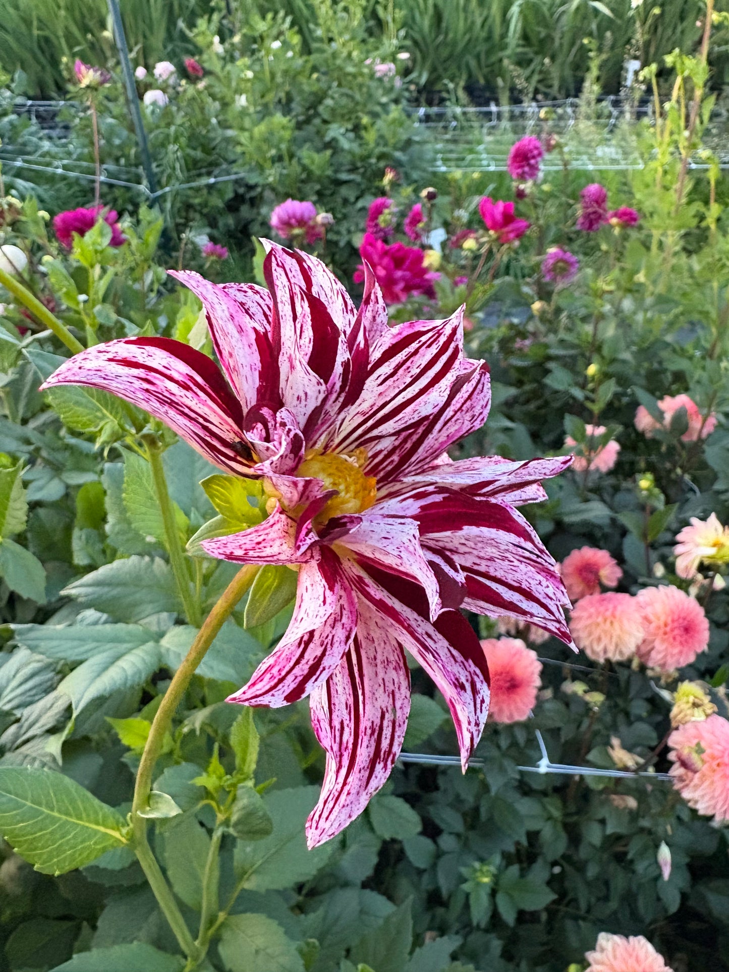 Sandia Boogie