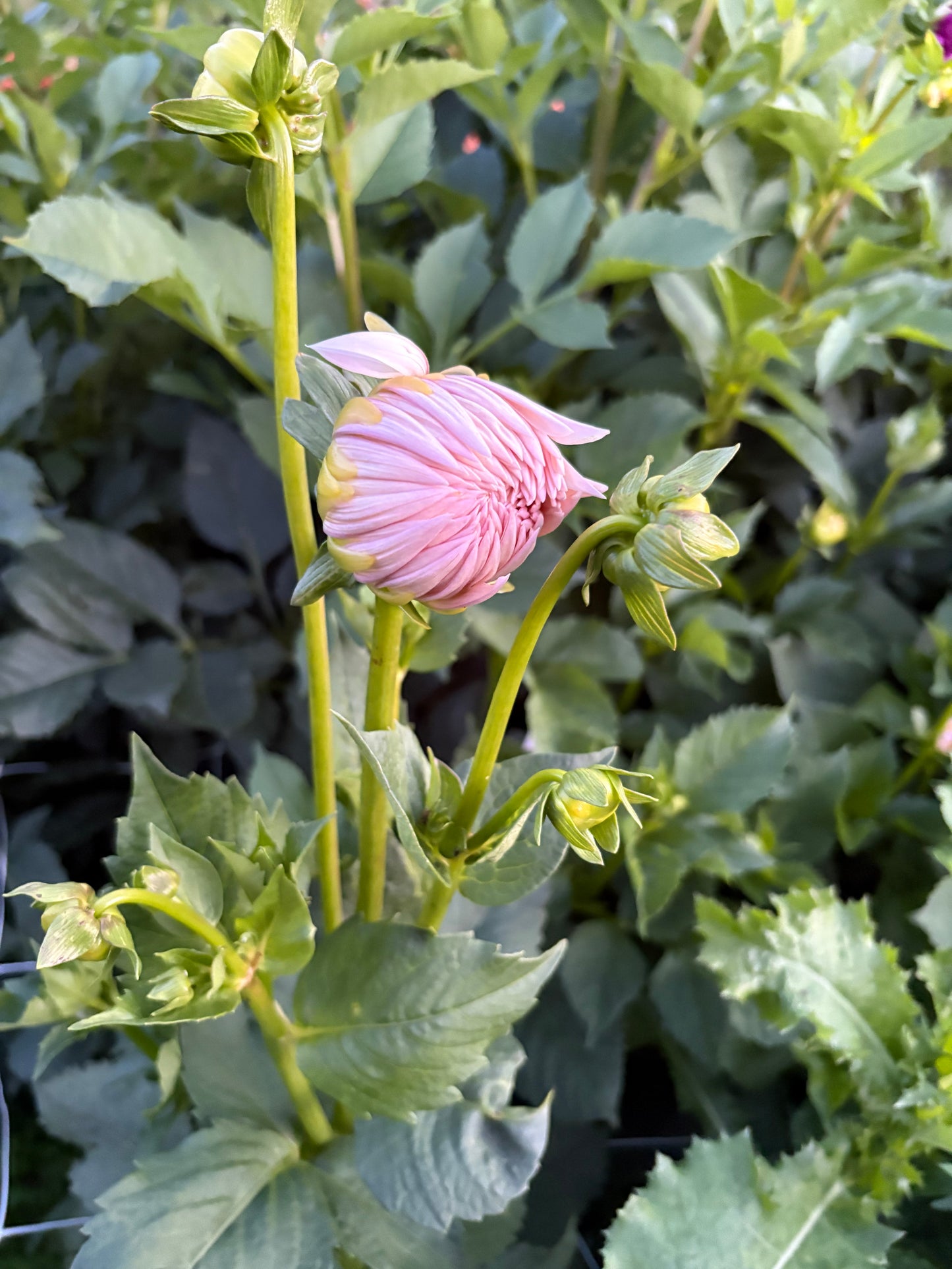 Rouge Starburst