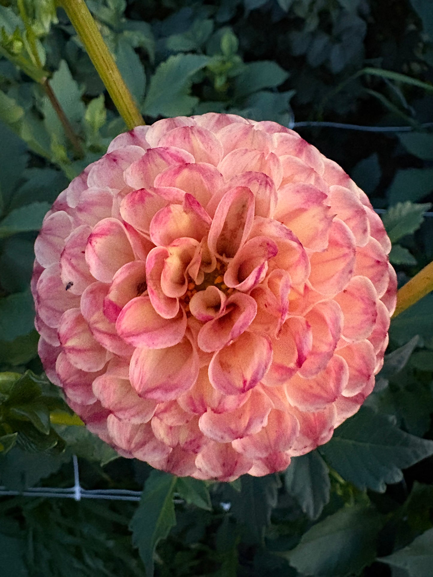 Rosemary Dawn