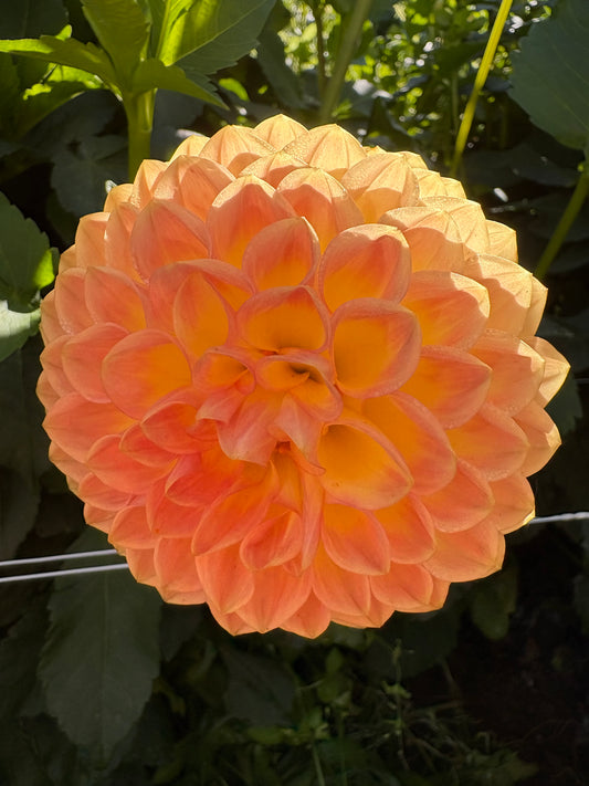 Blyton Softer Gleam