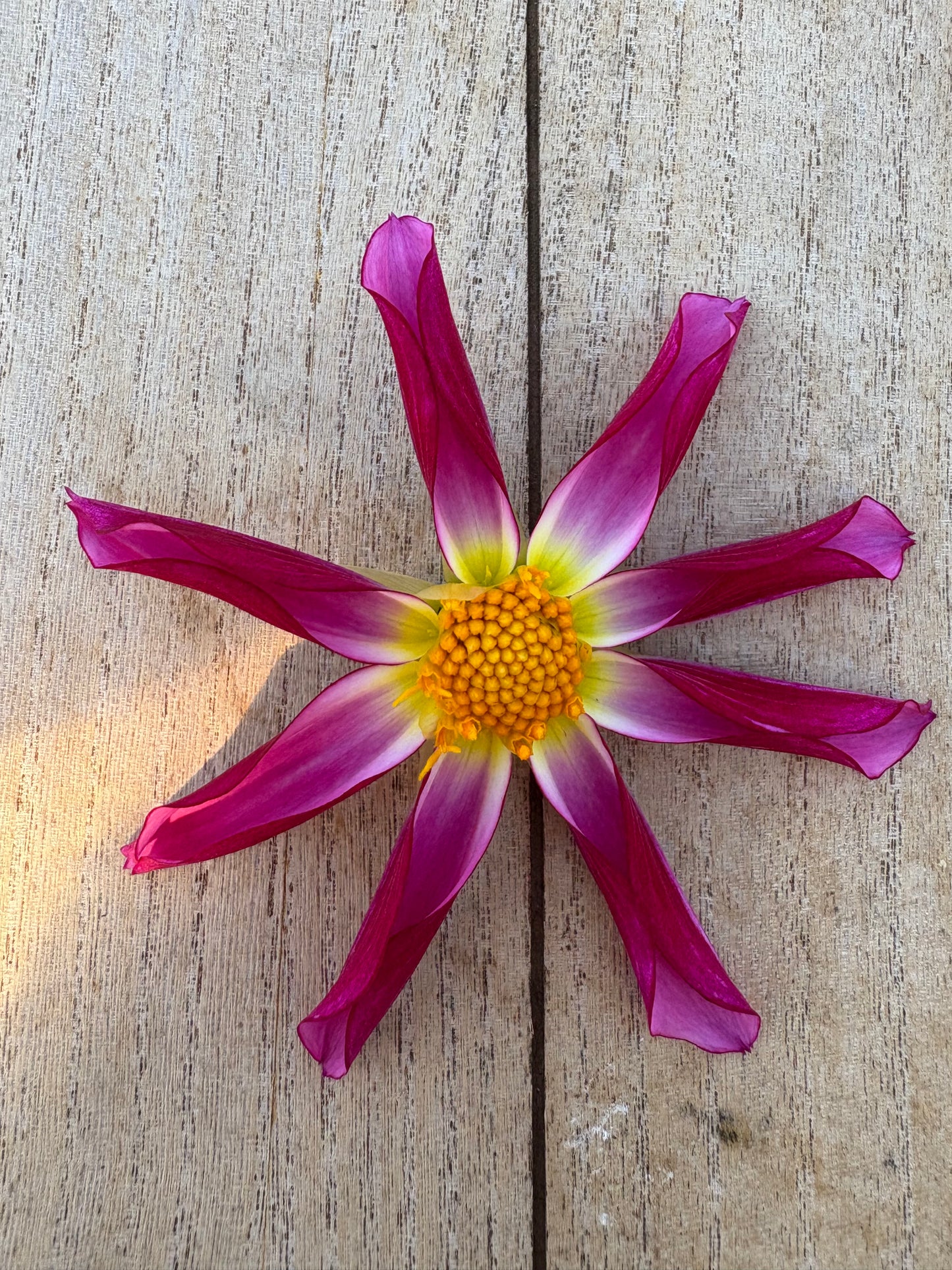 Honka Pink
