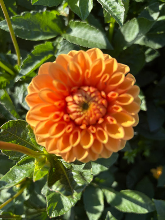 Ball Orange